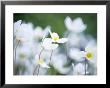 Anemone Sylvestris (Snowdrop Anemone), Close-Up Of White Flowers by Hemant Jariwala Limited Edition Print