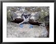 Blue-Footed Boobies In Skypointing Display, Galapagos Islands, Ecuador by Jim Zuckerman Limited Edition Print