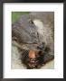 European Otter, Eating Salmon, Sussex, Uk by Elliott Neep Limited Edition Print