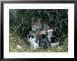 Outdoor Portrait Of Cat And Kittens by Allen Russell Limited Edition Print