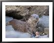 European Otter Eating An Eel On A Rocky Shore, Scotland by Elliott Neep Limited Edition Print