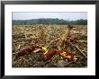 Corncobs In A Harvested Field Near Hopkinsville by Phil Schermeister Limited Edition Print