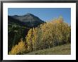 A View Of Quaking Aspen Trees With Red Mountain In The Background by Marc Moritsch Limited Edition Pricing Art Print