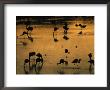 Silhouetted Migratory Flamingos Feeding In A High-Altitude Lake by Joel Sartore Limited Edition Print