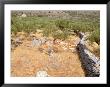 Olive Orchard And Stone Wall, Greece by Russell Young Limited Edition Print