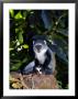 Blue Monkey, Eating, Zanzibar by Ariadne Van Zandbergen Limited Edition Print