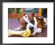 Dog Eating A Bone Western Cape, South Africa by Roger De La Harpe Limited Edition Print