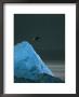 A Bald Eagle In Flight Over A Blue Iceberg by Ralph Lee Hopkins Limited Edition Print
