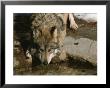 A Gray Wolf Drinks Water From A Pond by Taylor S. Kennedy Limited Edition Print
