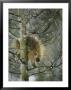 A North American Porcupine Climbs Down A Tree In The Snow by Michael S. Quinton Limited Edition Print