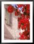 Red Flowers On Main Street, Kardamyli, Messina, Peloponnese, Greece by Walter Bibikow Limited Edition Print