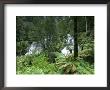 Triplet Falls, Otway National Park, Victoria, Australia by Thorsten Milse Limited Edition Print