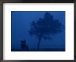 Misty View Of A Gray Wolf Sitting Near A Tree by Joel Sartore Limited Edition Print