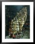 Coronado Fish Is Grilled Over Hot Coals by Michael Melford Limited Edition Print