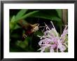 A Hummingbird Sphinx Moth Sticks Out Its Tongue To Eat From A Flower by George Grall Limited Edition Print