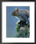 Grey Sqirrel (Sciurus Carolinensis) Adult, Llanidloes, United Kingdom by Andrew Parkinson Limited Edition Pricing Art Print