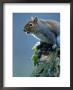 Grey Sqirrel (Sciurus Carolinensis) Adult, Llanidloes, United Kingdom by Andrew Parkinson Limited Edition Print