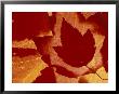 Maple Leaf Collage, Washington, Usa by Jamie & Judy Wild Limited Edition Print