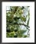 Avocado (Persea Americana) Fruit On Plant by Michele Lamontagne Limited Edition Print
