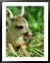 Roe Deer, Young, Uk by Les Stocker Limited Edition Print