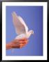 Adult Hand With White Dove by Jim Mcguire Limited Edition Pricing Art Print