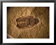 Fossil Beetle Found At Sihetun, China by O. Louis Mazzatenta Limited Edition Print