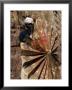 Priest Holding 15Th Century Ceremonial Fan At Debre Tsion Rock Hewn Church In Cheralta, Ethiopia by Ariadne Van Zandbergen Limited Edition Print