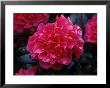 Camellia X Williamsii Anticipation, March Close-Up Of Pink Flower by David Askham Limited Edition Pricing Art Print