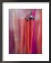 Incense Sticks, Bangkok, Thailand by Brent Winebrenner Limited Edition Print