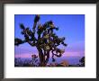 Wildflowers, Joshua Trees, Joshua Tree National Park, California by John Elk Iii Limited Edition Print