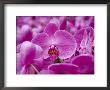 Orchid At Flower Market, Kowloon, Hong Kong, China by Holger Leue Limited Edition Pricing Art Print