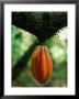 Cocoa Pod Growing On Tree, Grenada by Margie Politzer Limited Edition Print