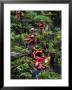 Ethnic Flowery H'mong Farm The Mountains Of Northern Vietnam, Coc Ly, Lao Cai, Vietnam by Stu Smucker Limited Edition Print