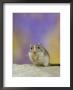 Gerbil by Steimer Limited Edition Print
