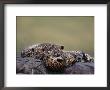 Leopard Resting With Cubs, Masai Mara Game Reserve, Kenya by Anup Shah Limited Edition Print