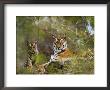 Female Tiger, With Four-Month-Old Cub, Bandhavgarh National Park, India by Tony Heald Limited Edition Pricing Art Print