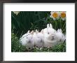 Family Of Albino Netherland Dwarf Rabbits, Usa by Lynn M. Stone Limited Edition Print