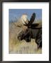 Moose (Alces Alces) Bull, Grand Teton National Park, Wyoming, Usa by Rolf Nussbaumer Limited Edition Print