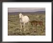 Mustang / Wild Horse, Grey Mare With Colt Foal Stretching, Wyoming, Usa Adobe Town Hma by Carol Walker Limited Edition Print