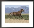 Oldenburg Horse Trotting, Colorado, Usa by Carol Walker Limited Edition Print
