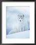 Arctic Fox Male Portrait, Norway by Pete Cairns Limited Edition Print