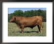 Domestic Cattle, Senepol Bull, Florida, Usa by Lynn M. Stone Limited Edition Print