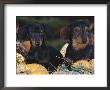 Dachsund Dog Puppies, Smooth Haired And Wire Haired, Dark Coloured by Lynn M. Stone Limited Edition Pricing Art Print