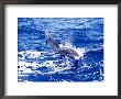 Leaping Clymene Dolphins, Gulf Of Mexico, Atlantic Ocean by Todd Pusser Limited Edition Print