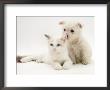 West Highland White Terrier Puppy Sniffing Blue-Eyed Ragdoll Cat's Ear by Jane Burton Limited Edition Print