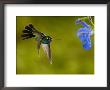 Broad-Billed Hummingbird, Male Feeding On Garden Flowers, Usa by Dave Watts Limited Edition Print