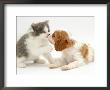 Blenheim Cavalier King Charles Spaniel Puppy Meets Blue Bicolour Kitten by Jane Burton Limited Edition Print