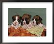 Three Boxer Puppies, Usa by Lynn M. Stone Limited Edition Print