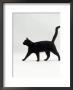 Black Cat (Felis Catus) Walking Profile by Jane Burton Limited Edition Pricing Art Print