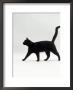 Black Cat (Felis Catus) Walking Profile by Jane Burton Limited Edition Print